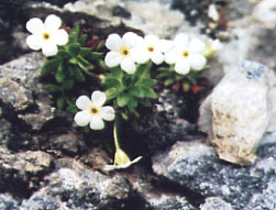 Quelques articles botaniques dans les pages de Pyrénées