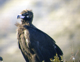 La faune dans les pages de Pyrénées