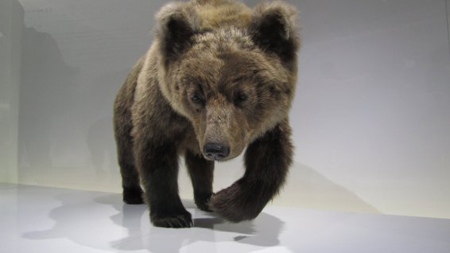 OURSMythes et réalitésEXPOSITION AU MUSÉUM DE TOULOUSE