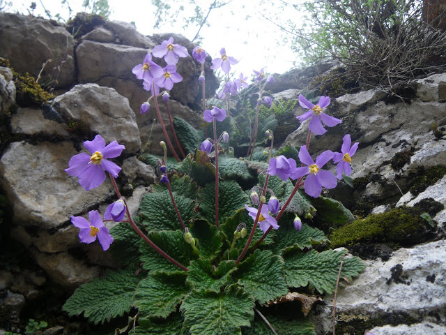 Plantes magiques, remèdes et poisons de la flore pyrénéenne à Saint Gaudens
