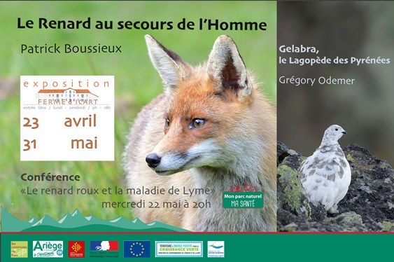 EXPOSITION : RENARD ET LAGOPÈDE À LA FERME D&rsquo;ICART