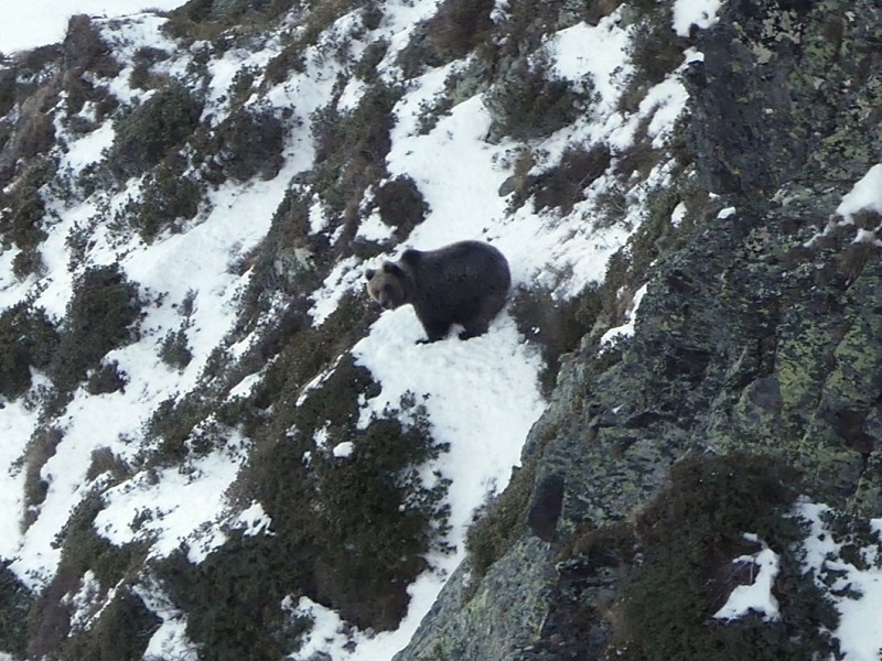 UNE RENCONTRE AVEC L&rsquo;OURS